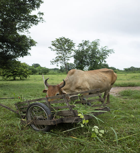 Agriculture in Bihar