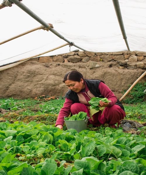 Agriculture in Jammu