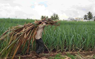 Sugarcane Farming